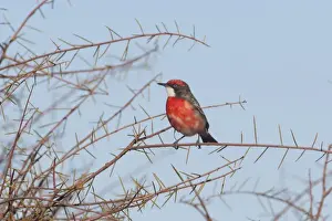 Crimson Chat A male near Imanpa Aboriginal Community, Northern Territory, Australia