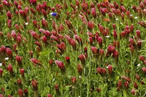 Images Dated 10th May 2008: Crimson Clover - planted as a fodder crop