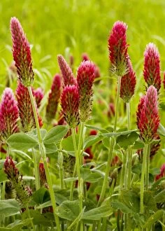Images Dated 14th May 2008: Crimson Clover - planted as a fodder crop