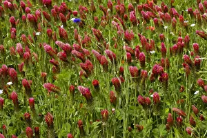 Clover Prints: Crimson Clover (Trifolium incarnatum ssp incarnatum) planted as a fodder crop, France