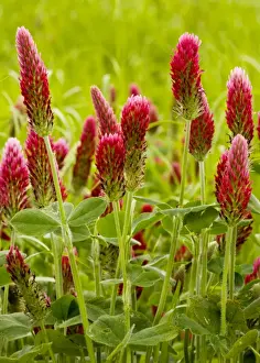 Crimson Clover (Trifolium incarnatum ssp incarnatum) planted as a fodder crop, France