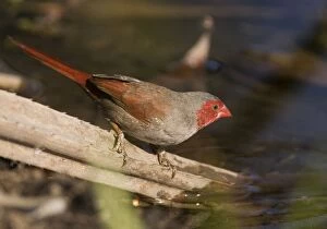 Crimson Finch - female in pandanus
