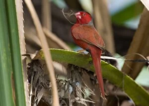Crimson Finch - gathering grass for a nest