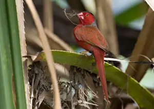 Crimson Finch - gathering grass for a nest Usually inhabits pandanus lined creeks but sometimes forages some distance away. This is the black-bellied subspecies phaeton