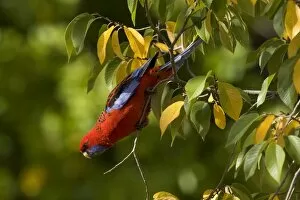 Crimson Rosella - adult Crimson Rosella in a tree with autumn-coloured foliage looking down towards the ground