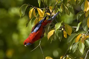 Hanging Prints: Crimson Rosella - adult Crimson Rosella in a tree with autumn-coloured foliage looking down towards the ground