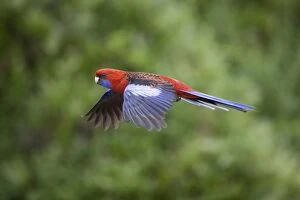 Crimson Rosella - adult in flight