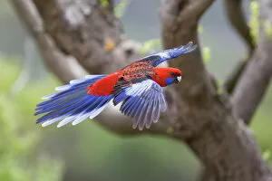 Images Dated 2nd December 2008: Crimson Rosella - adult in flight is about to land on a tree - Wilson's Promontory National Park
