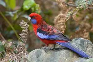 Rosella Prints: Crimson Rosella - adult sits on a rock - Wilson's Promontory National Park