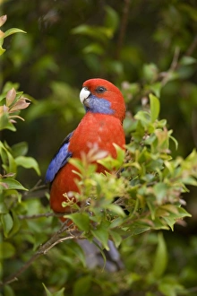 Images Dated 5th October 2008: Crimson Rosella - adult sits in a tree in lush subtropical rainforest