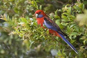 Crimson Rosella - adult sits in a tree in lush subtropical rainforest