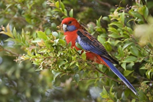 Images Dated 5th October 2008: Crimson Rosella - adult sits in a tree in lush subtropical rainforest