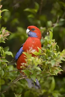 Crimson Rosella - adult sits in a tree in lush subtropical rainforest - Lamington National Park, Central Eastern Australian Rainforest World Heritage Area, Queensland, Australia