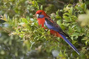 Rosella Prints: Crimson Rosella - adult sits in a tree in lush subtropical rainforest - Lamington National Park