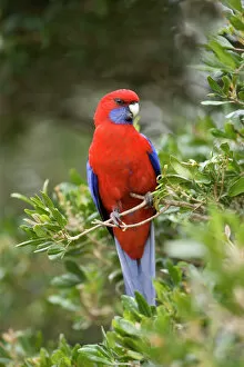 Crimson Rosella - adult sits on a twig in lush subtropical rainforest