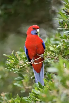 Parrots Prints: Crimson Rosella - adult sits on a twig in lush subtropical rainforest - Lamington National Park