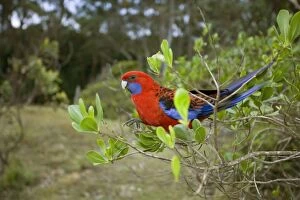 Images Dated 4th November 2008: Crimson Rosella - adult sitting on a twig feeding on leaves - Murramarang National Park