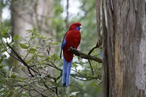 Rosella Prints: Crimson Rosella In the Dandenong Ranges, Victoria, Australia