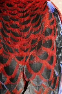 Crimson Rosella - Feather detail of back plumage