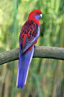 Crimson Rosella - perched on branch, Dortmund, Germany