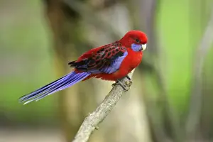 Rosella Prints: Crimson Rosella - perched on branch. Dortmund, Germany