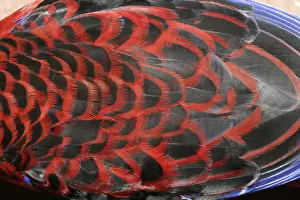 Crimson Rosella - back plumage - Bunya Mountains National Park, Queensland, Australia 20091001Da_EL_199