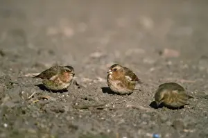 Crimson-winged Finch Morocco