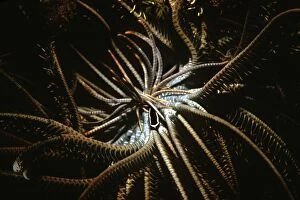 Images Dated 10th May 2006: Crinoid Clingfish - they have a symbiotic relationship with feather starfish where they receive