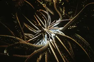 Puzzle Prints: Crinoid Clingfish - they have a symbiotic relationship with feather starfish where they receive shelter