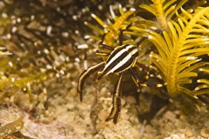 Crinoid Crab (Harrovia albolineata), Puerto