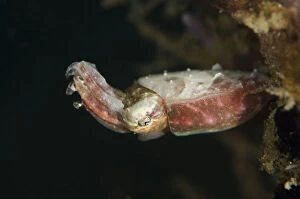 Crinoid Cuttlefish - Serena Besar dive site, Lembeh