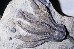 Images Dated 23rd May 2006: Crinoid Fossil - 'Sea Lilies' Triassic period 240 m. y. a. Northern Germany
