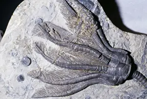 Crinoid Fossil - Sea Lilies Triassic period 240 m. y. a. Northern Germany