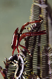 Images Dated 25th February 2019: Crinoid Squat Lobster - on Crinoid (Crinoidea Class) - Tasi Tolu dive site, Dili