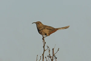 Images Dated 25th February 2007: Crissal Thrasher Southern California, USA