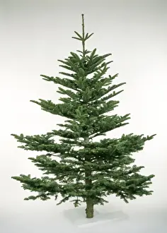 Variety Prints: Cristmas Tree - Noble Fir variety
