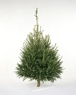 Variety Prints: Cristmas Tree - Norway spruce variety