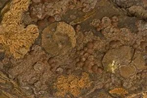 Cristobalite on Rhyolite - Picture Rhyolite - West Queen Canyon - Mineral County - Nevada - USA