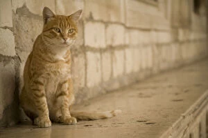Croatia, Dalmatia, Dubrovnik. Cat and stone