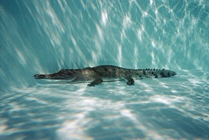 Images Dated 9th December 2004: Crocidile, fresh water - underwater, resting on bottom Gulf of Carpenteria, Australia