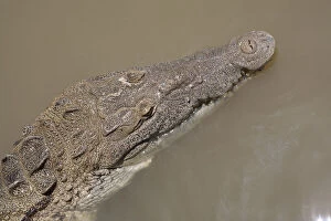 Crocodile, Black River Town, Jamaica South