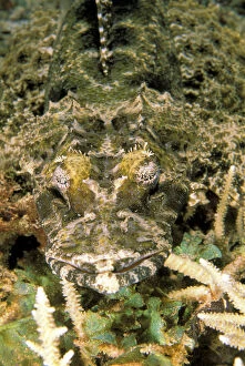 Images Dated 3rd March 2009: Crocodile fish, or cymbacephalus beauforti