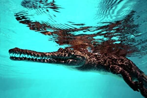 Mouths Collection: Crocodile, fresh water - resting on surface Gulf of Carpentaria, Australia