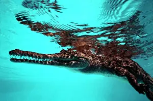 Jaws Prints: Crocodile, fresh water - resting on surface Gulf of Carpentaria, Australia