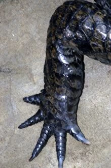 Crocodile hind foot