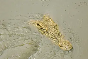 Crocodile - Just appearing from water - Katavi National Park - Tanzania - Africa
