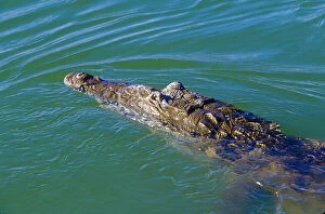 Crocodile at Lago Enriquillo, Barahona