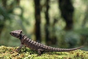 Images Dated 19th October 2007: Crocodile Skink Papua New Guinea