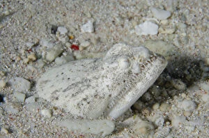 Actinopterygii Gallery: Crocodile Snake Eel buried in sand - Sampiri