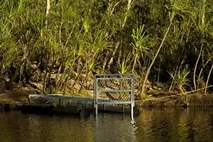 Crocodile trap - a big crocodile trap is set to catch a stray saltwater / esturaine crocodile in a river which had